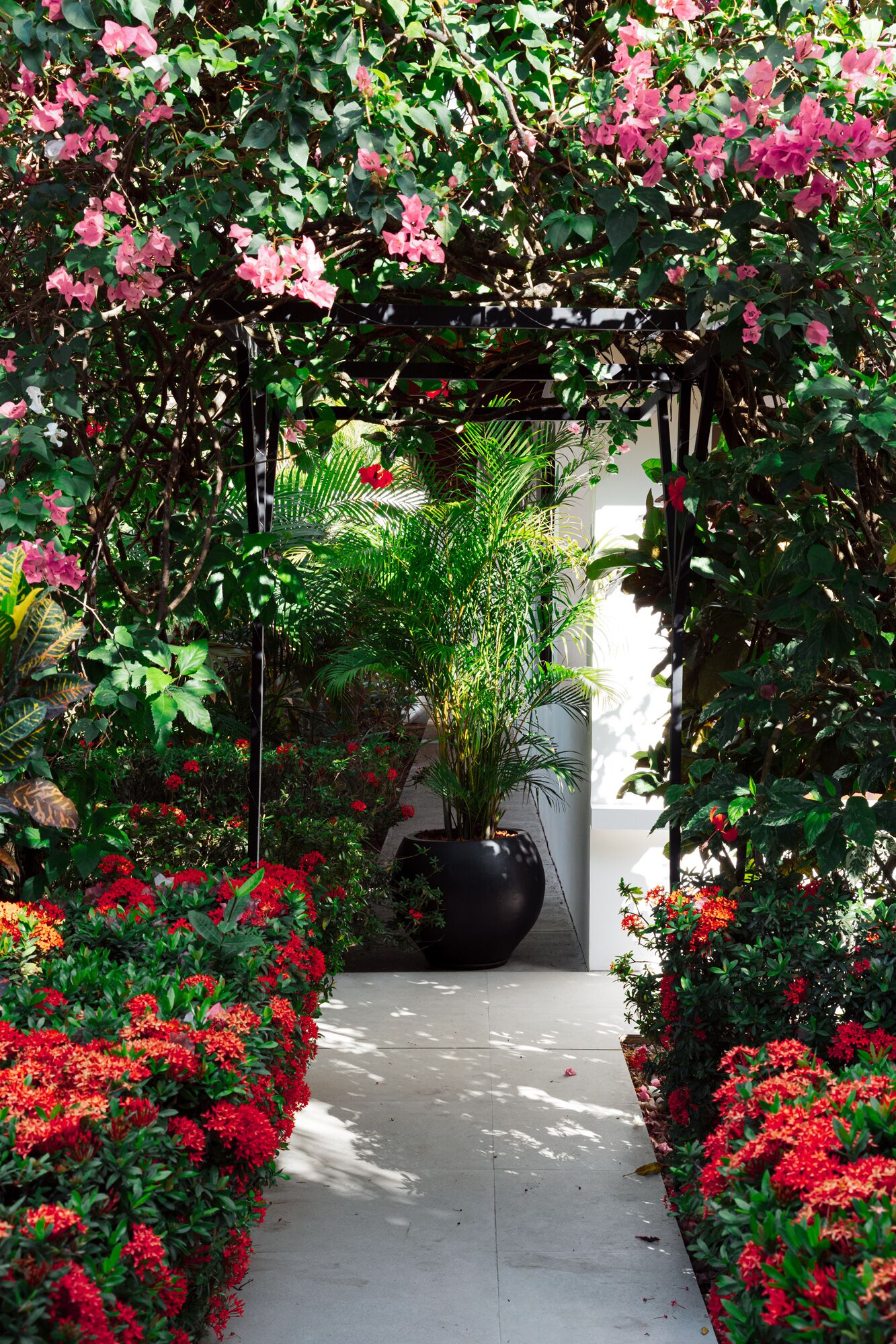 Bougainvillea archway framed by palm fronds