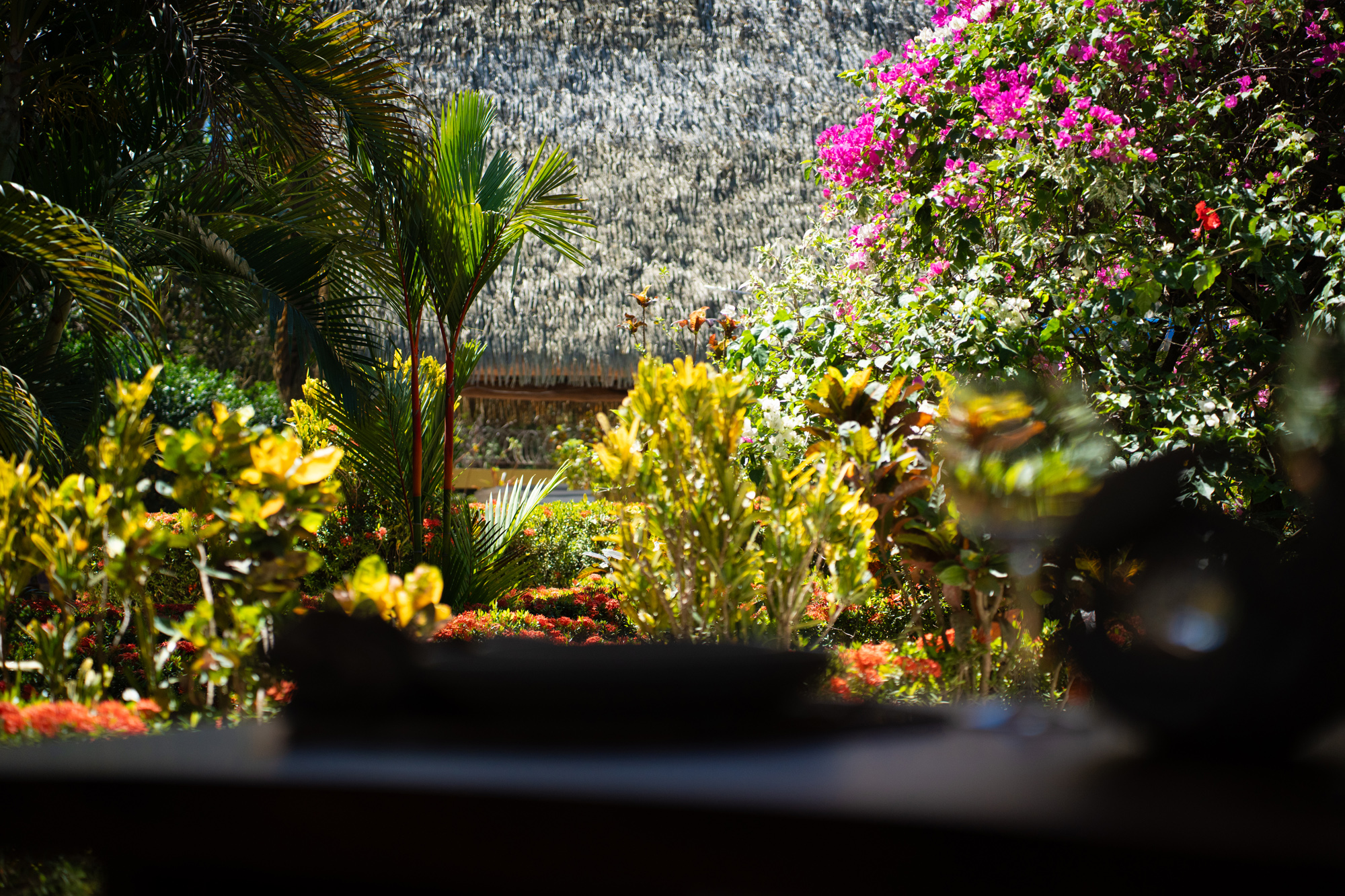 Tropical garden with bougainvillea in bloom at Serena Nosara